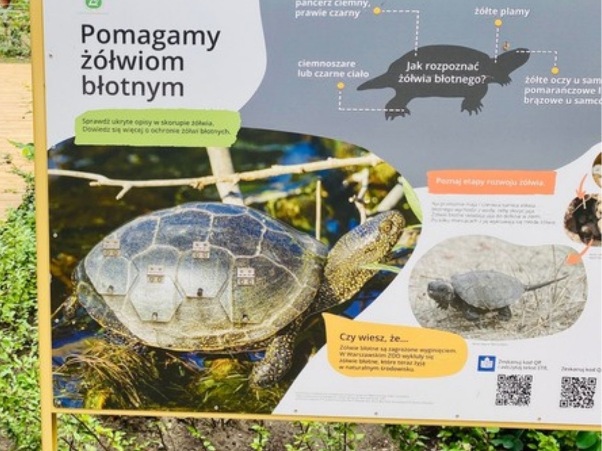 Fragment tablicy „Pomagamy żółwiom błotnym” w&nbsp;żółtej ramie, z&nbsp;wypukłymi elementami na skorupie żółwia